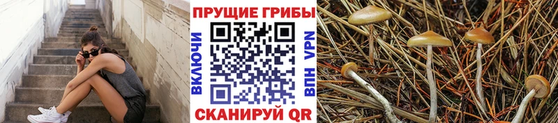 Купить  Первомайск  Псилоцибиновые грибы Cubensis 